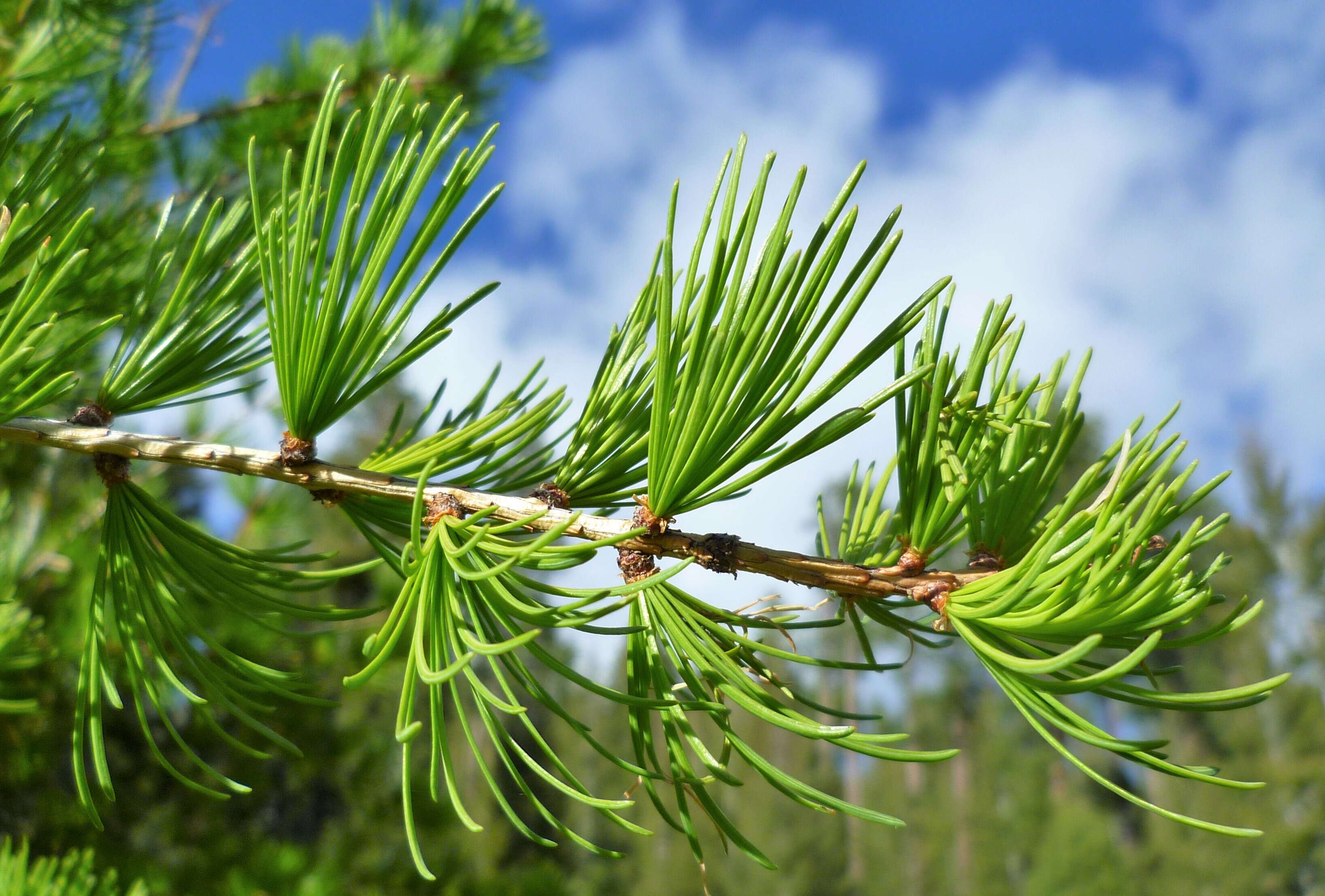 Larix occidentalis Nutt. resmi