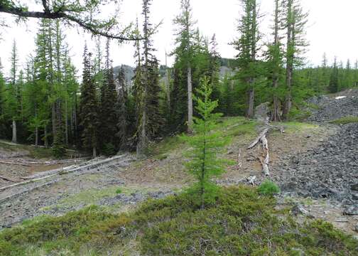 Image of western larch