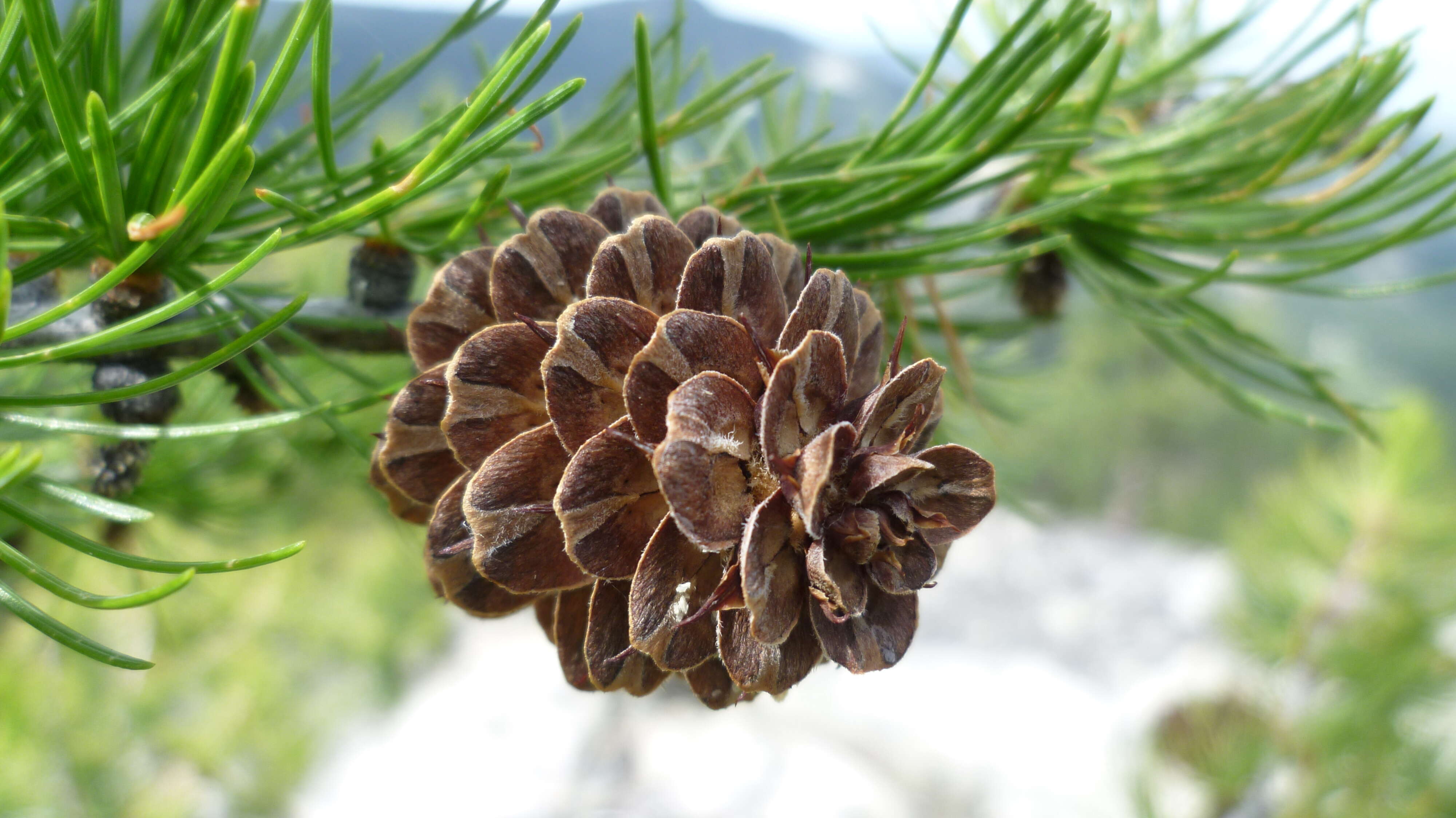 Larix occidentalis Nutt. resmi