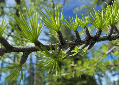 Larix occidentalis Nutt. resmi