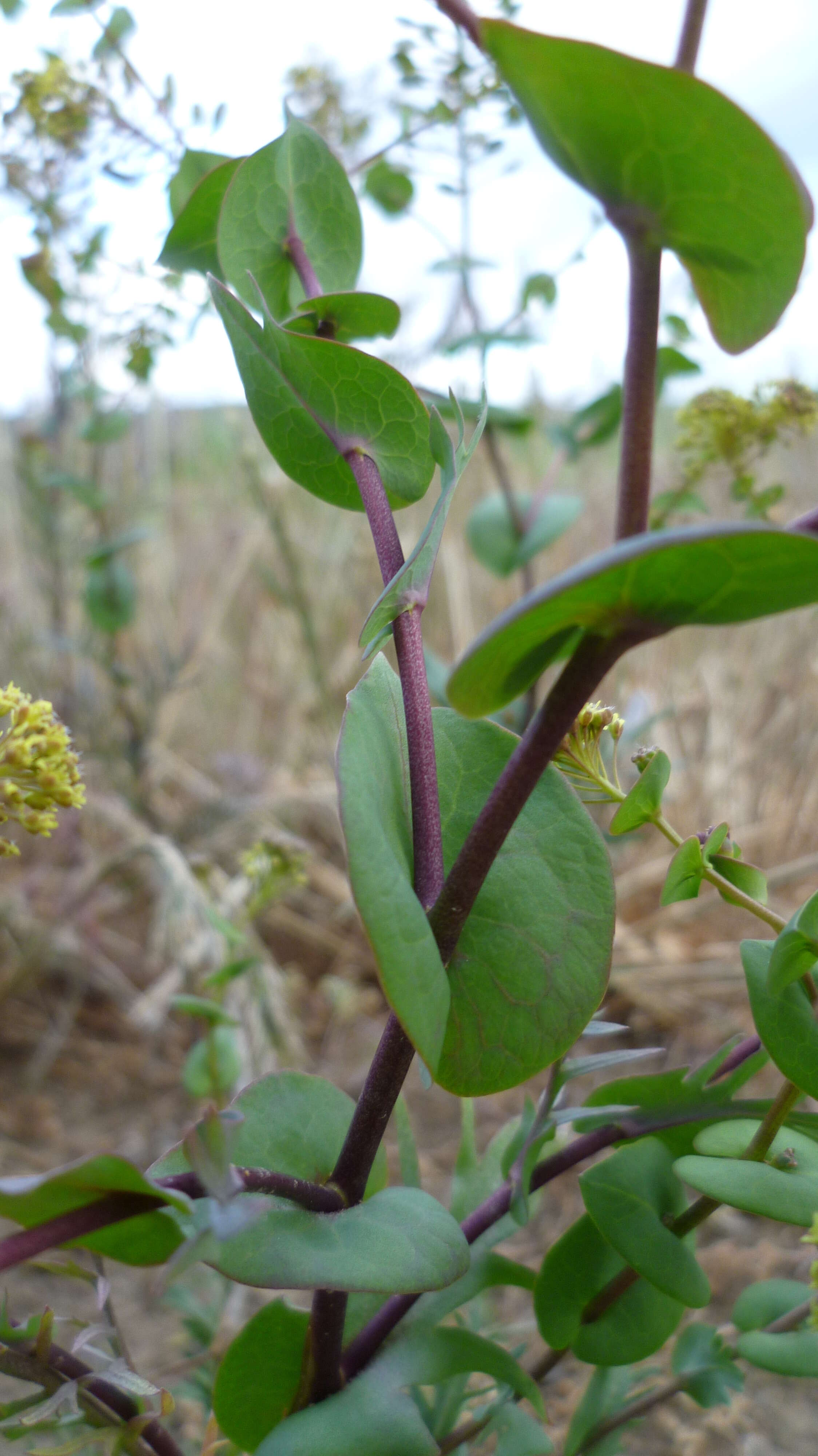 Image of clasping pepperweed