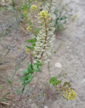 Image of clasping pepperweed