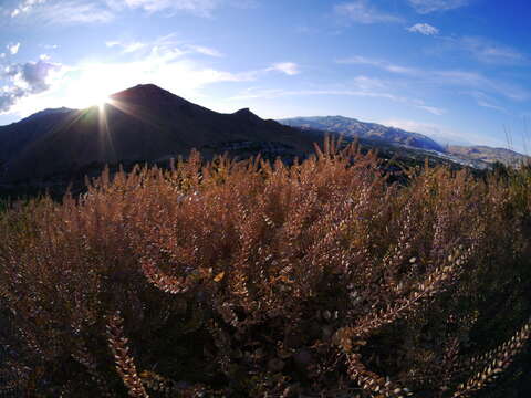 Image of clasping pepperweed