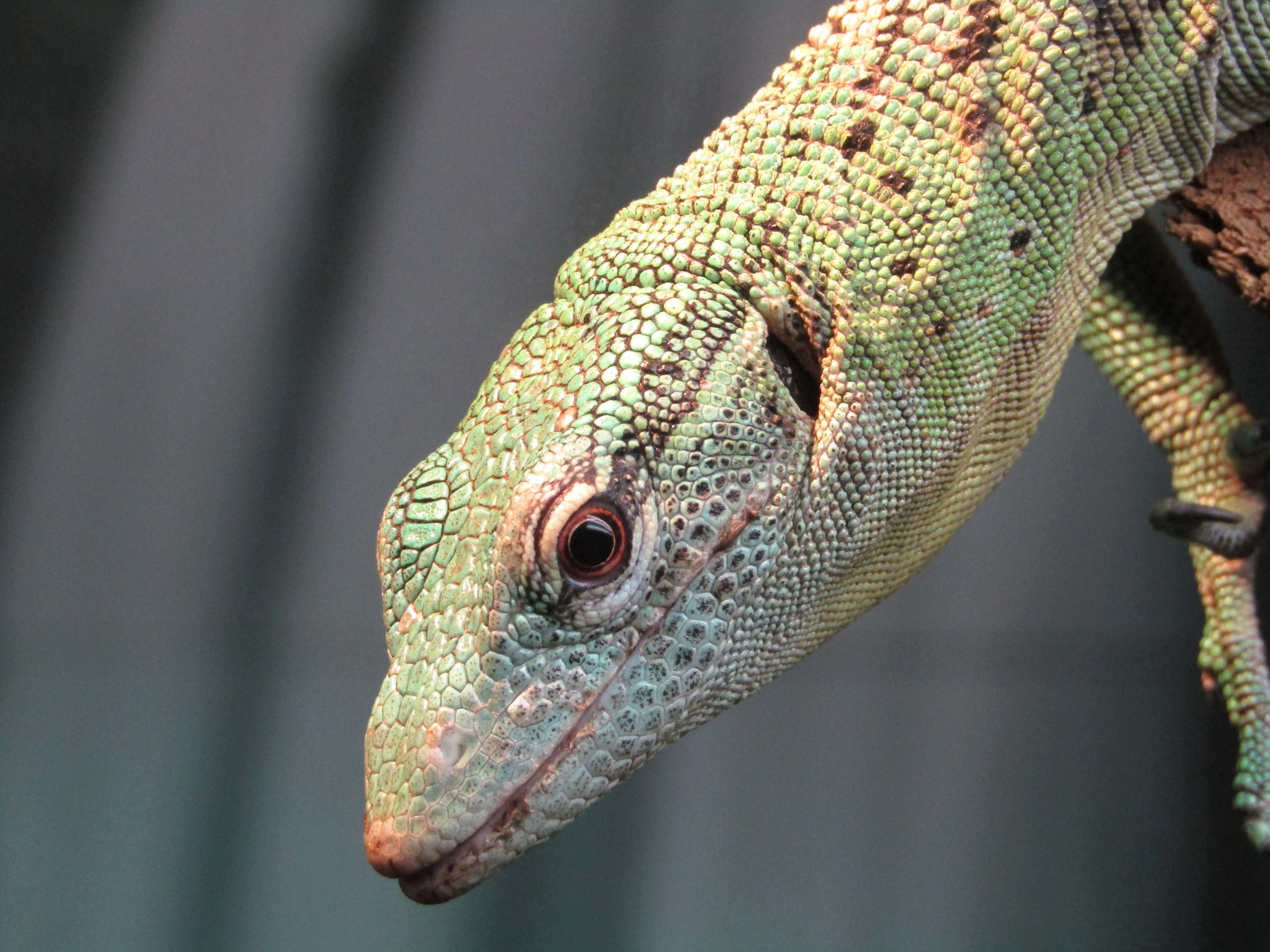 Image of Emerald Monitor