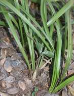 Image de Cymbidium goeringii (Rchb. fil.) Rchb. fil.