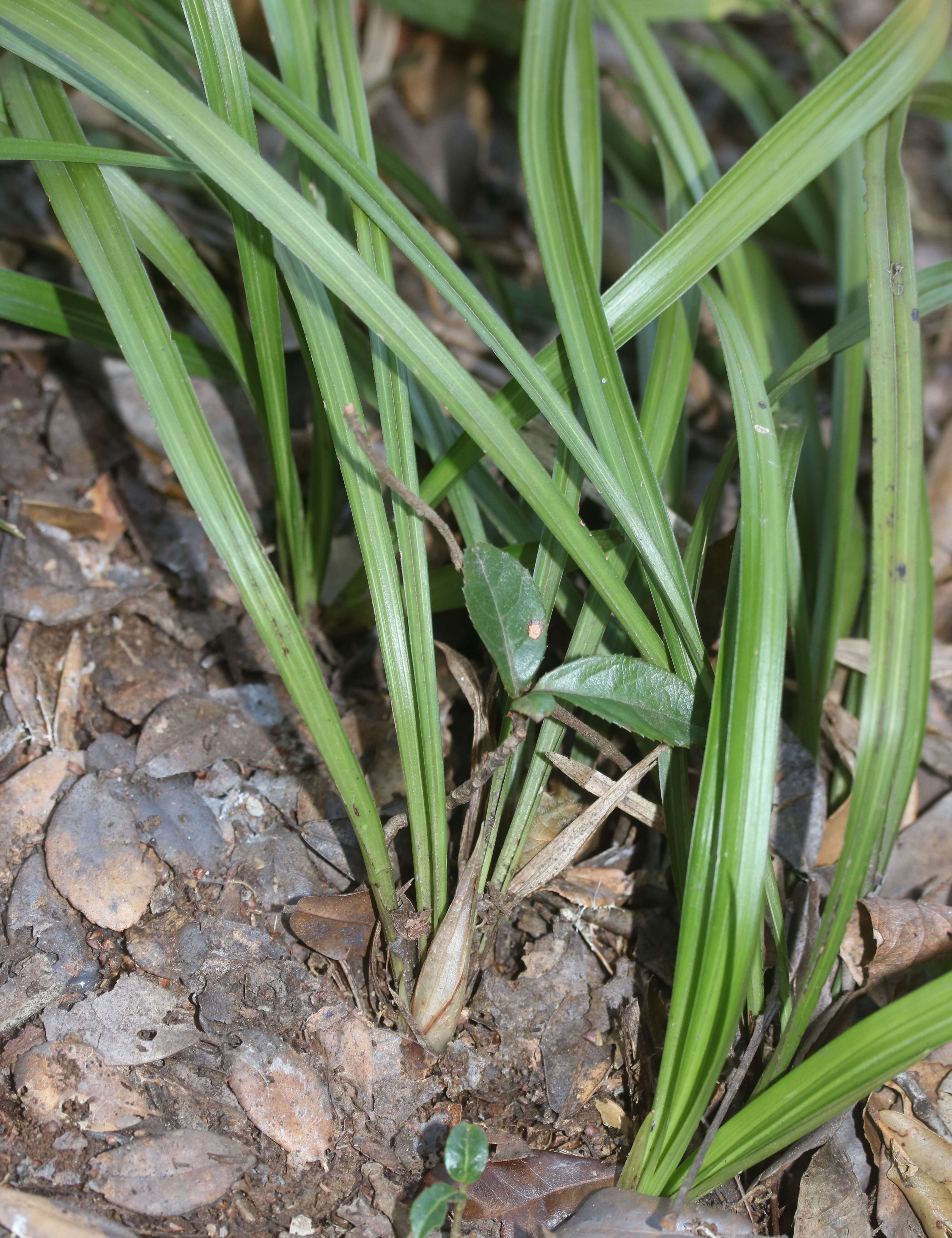 Sivun Cymbidium goeringii (Rchb. fil.) Rchb. fil. kuva