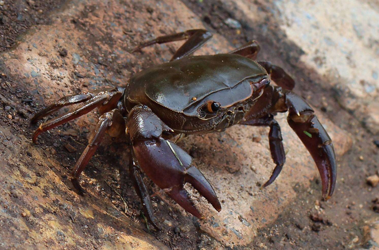 Image of Natal River Crab