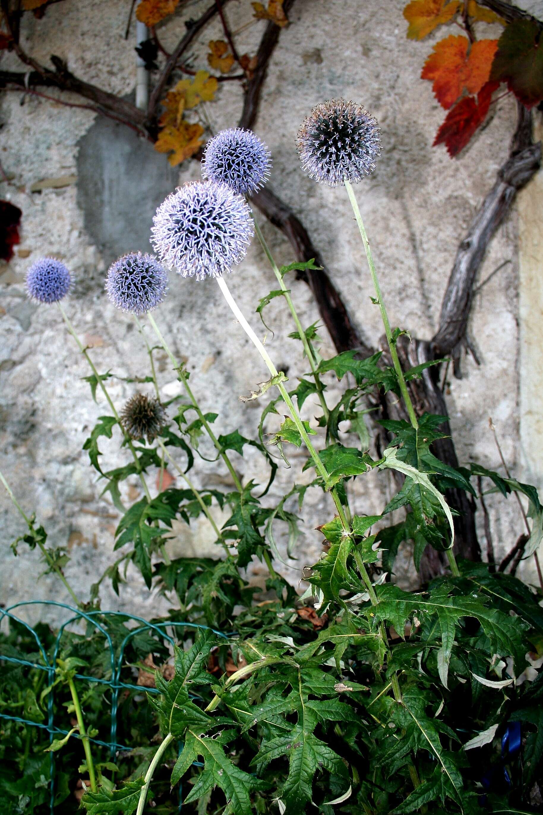 Image of southern globethistle