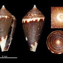 Image of Lovellona carbonaria Chino & Stahlschmidt 2009