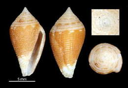 Image of Lovellona grandis Chino & Stahlschmidt 2009