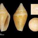 Image of Lovellona elongata Chino & Stahlschmidt 2009