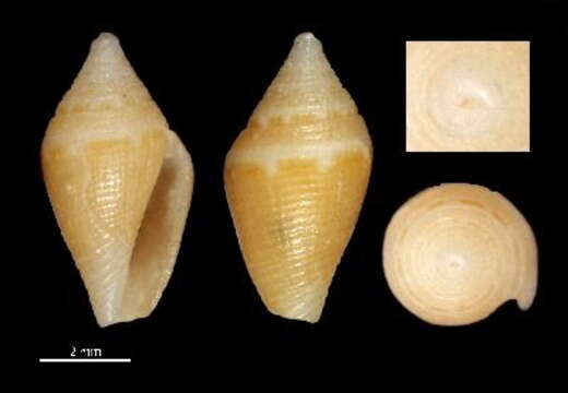 Image of Lovellona elongata Chino & Stahlschmidt 2009