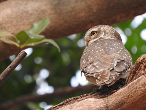 Image of Spotted Owlet