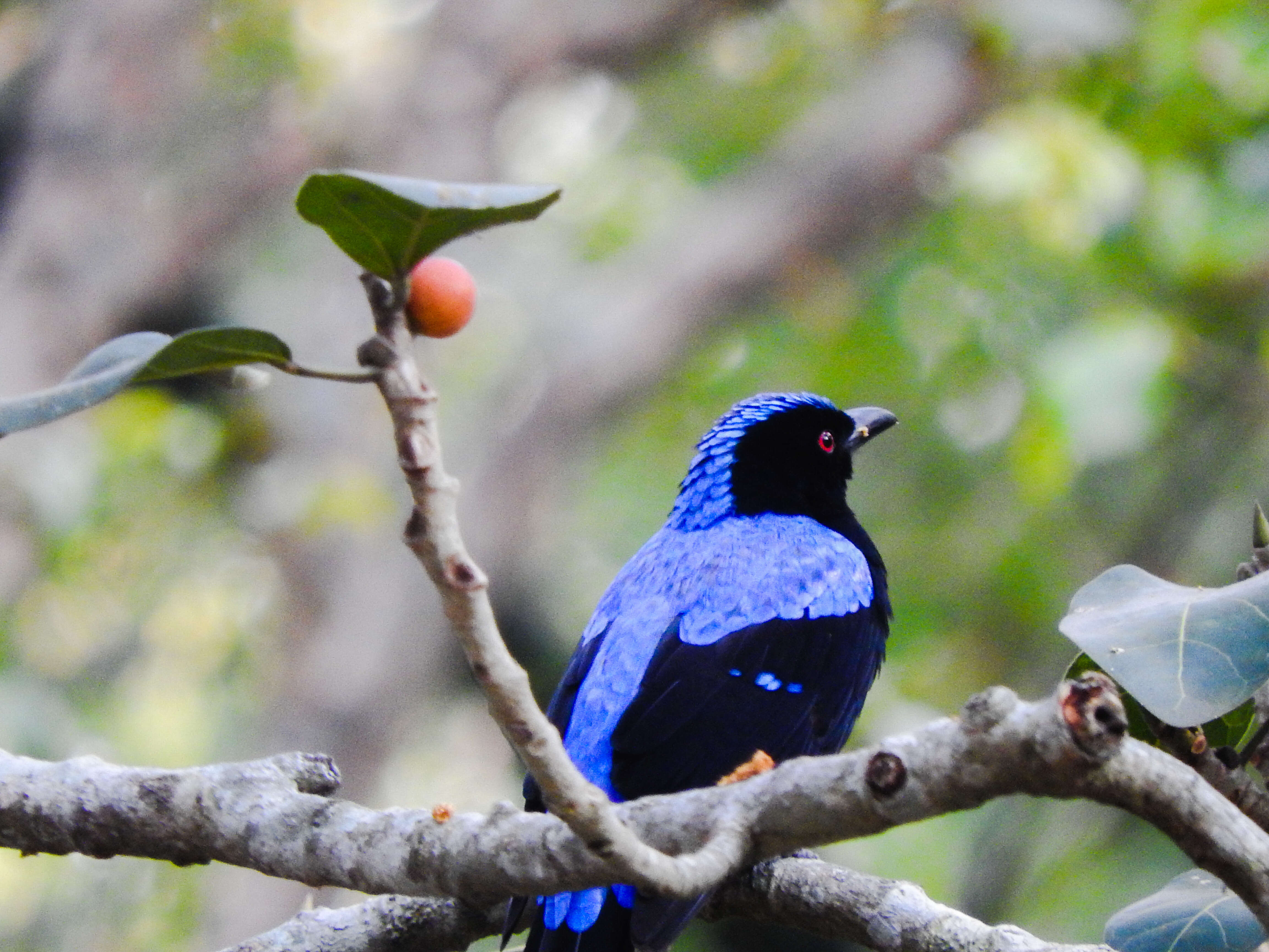 Image of fairy-bluebirds