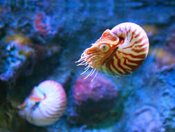 Image of chambered nautilus