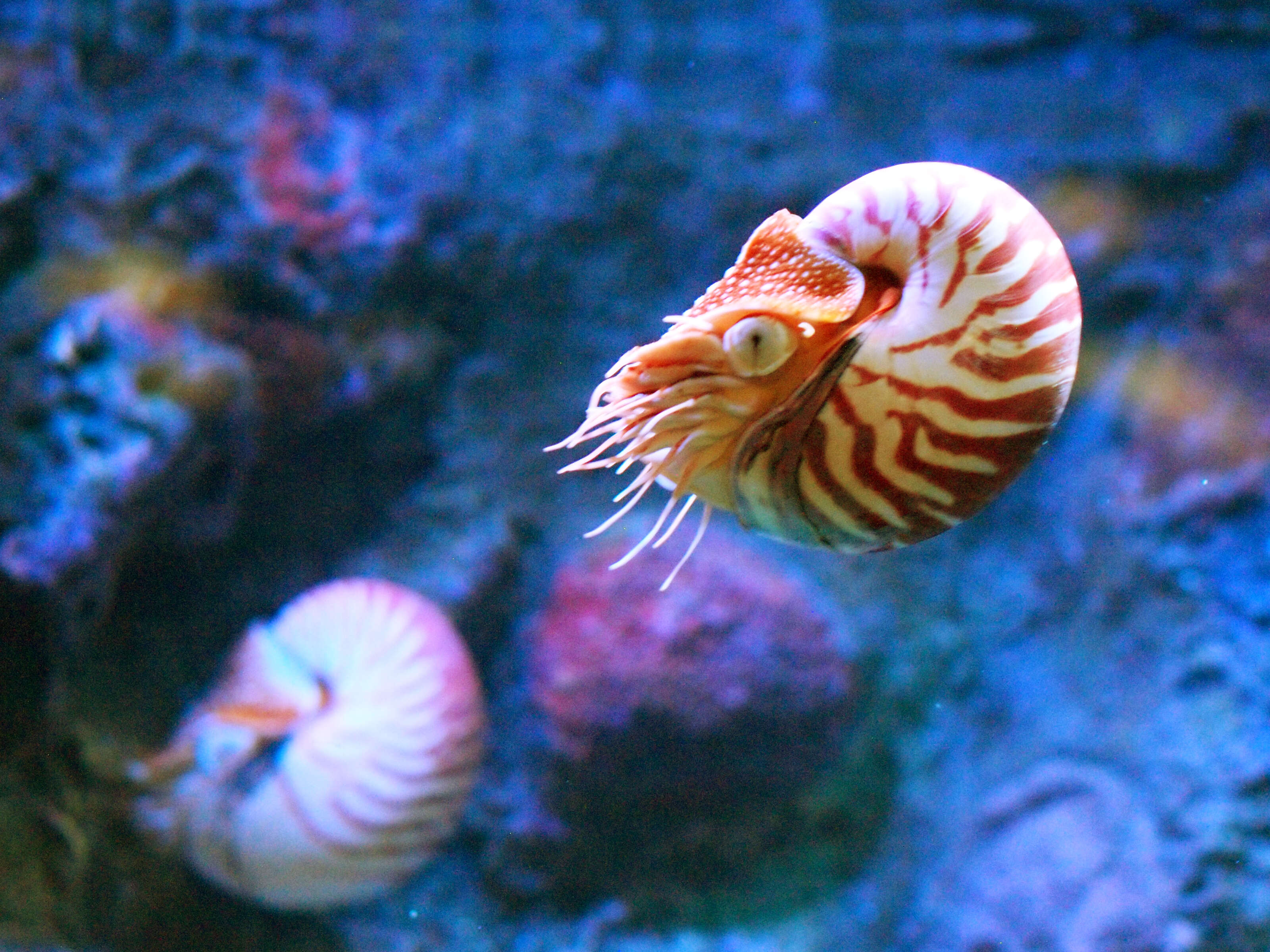 Plancia ëd Nautilus pompilius Linnaeus 1758