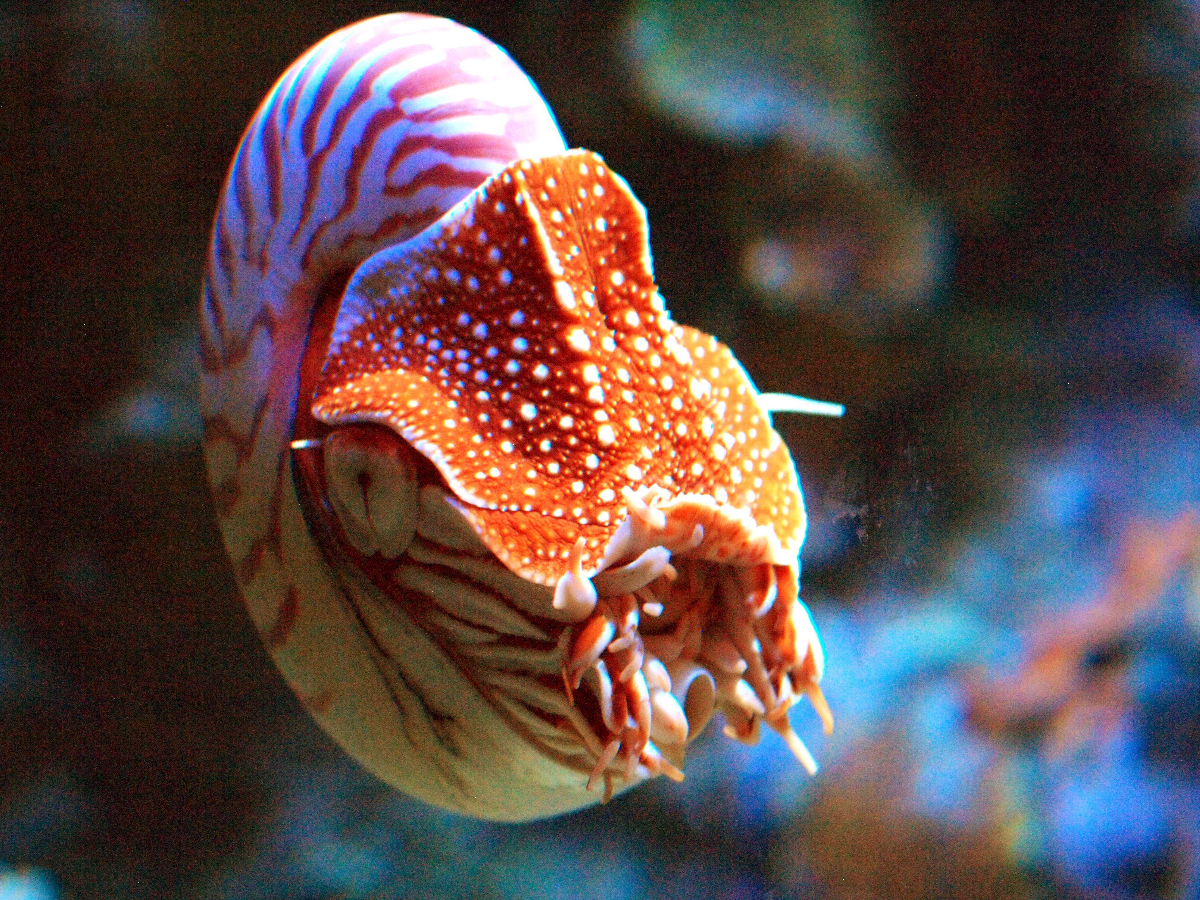 Nautilus pompilius Linnaeus 1758 resmi