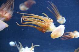 Image of Japanese edible jellyfish
