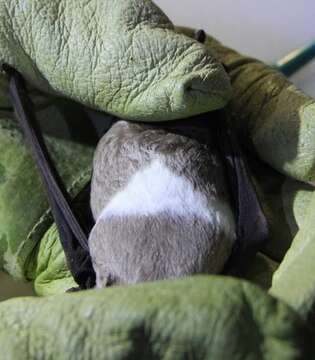 Image of Florida Bonneted Bat