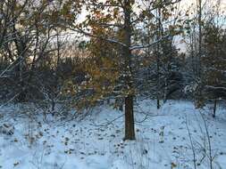 Image of American Sweetgum