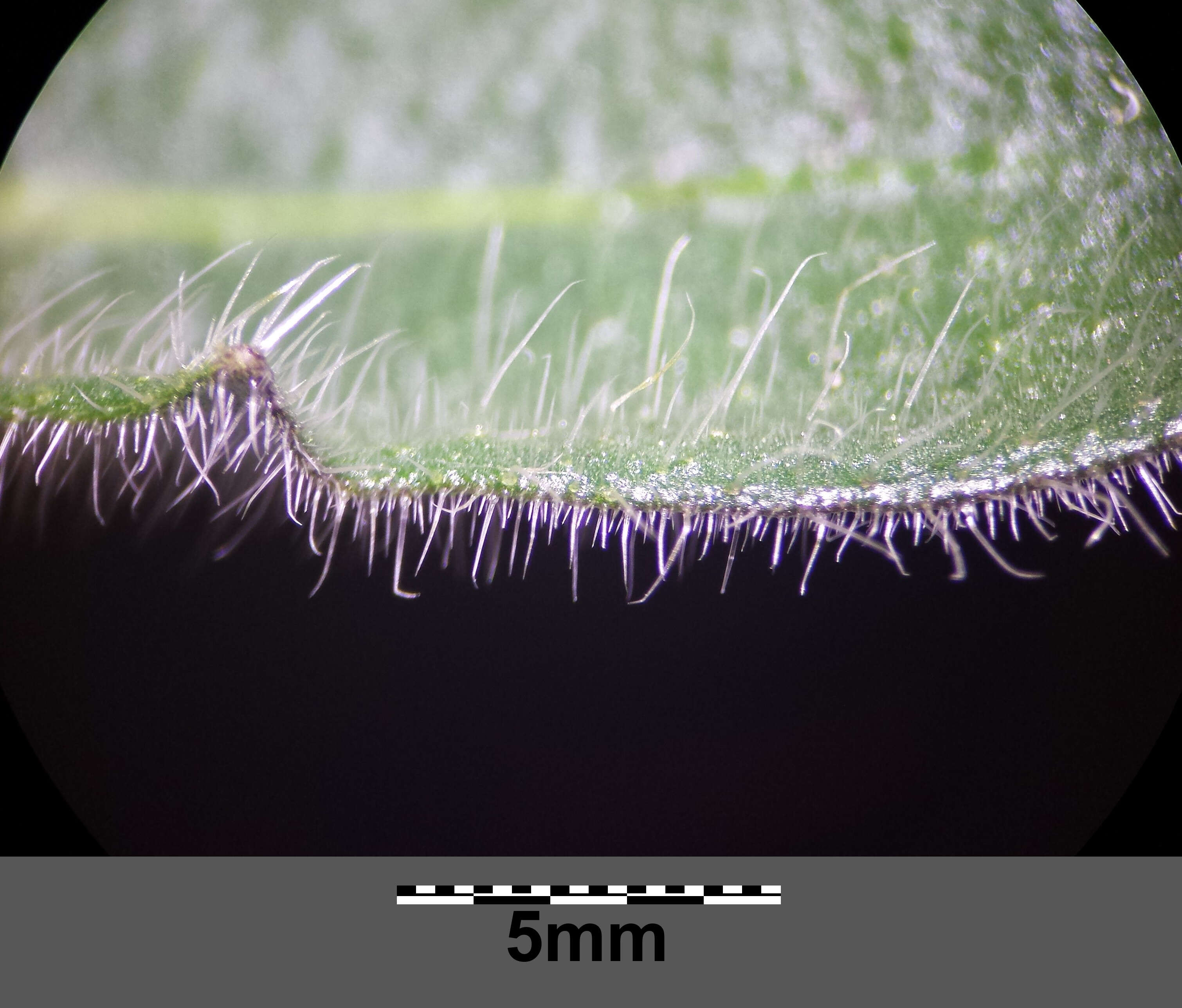 Image of Buckler Mustard