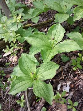 Image of herb Paris