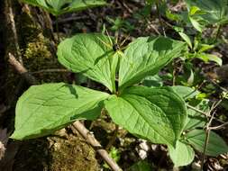 Image of herb Paris