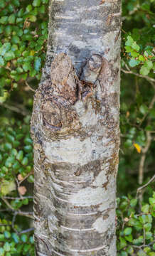 Image of Silver beech