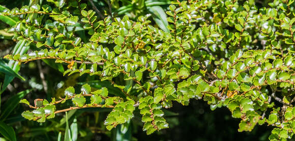 Image of Silver beech