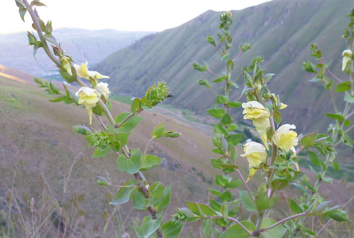 Plancia ëd Linaria dalmatica (L.) Mill.