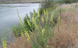 Plancia ëd Linaria dalmatica (L.) Mill.