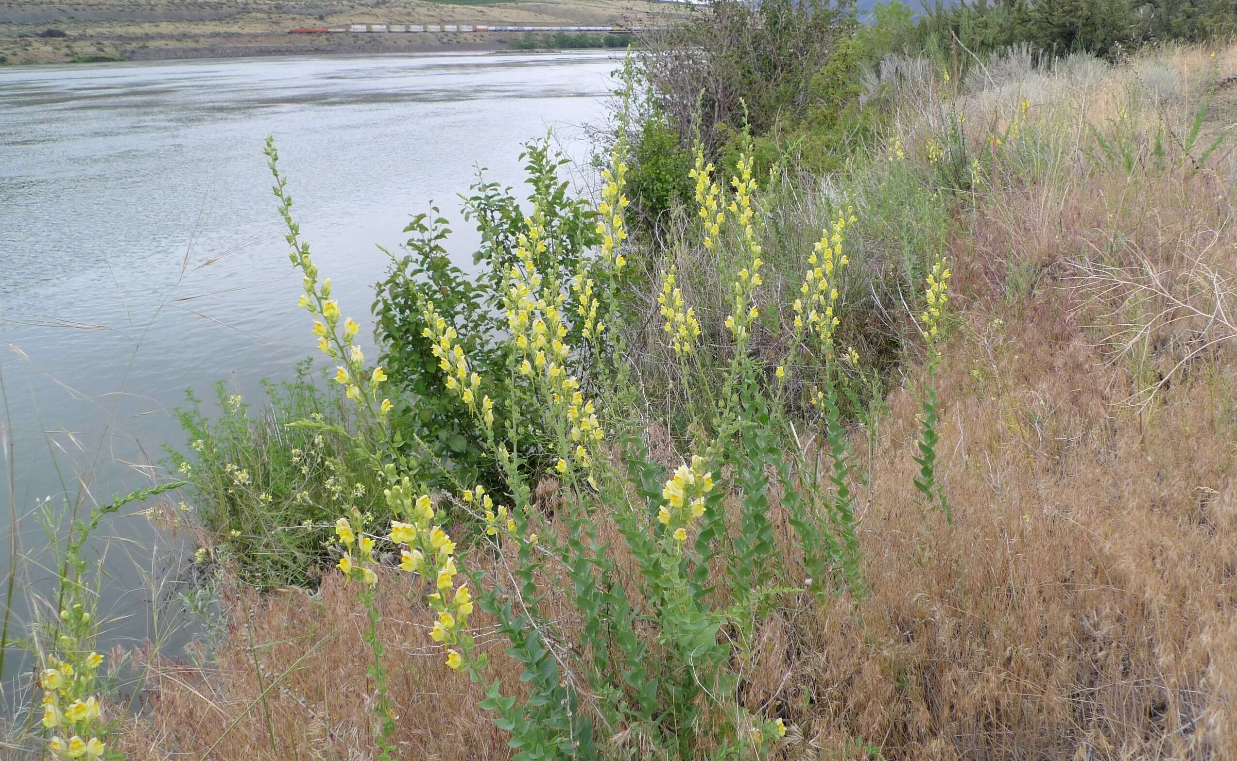 Image of Dalmatian toadflax