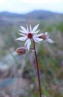 Image of bulbous woodland-star