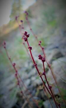 Image of bulbous woodland-star