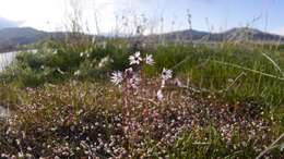 Image of bulbous woodland-star