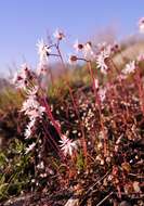 Image of bulbous woodland-star