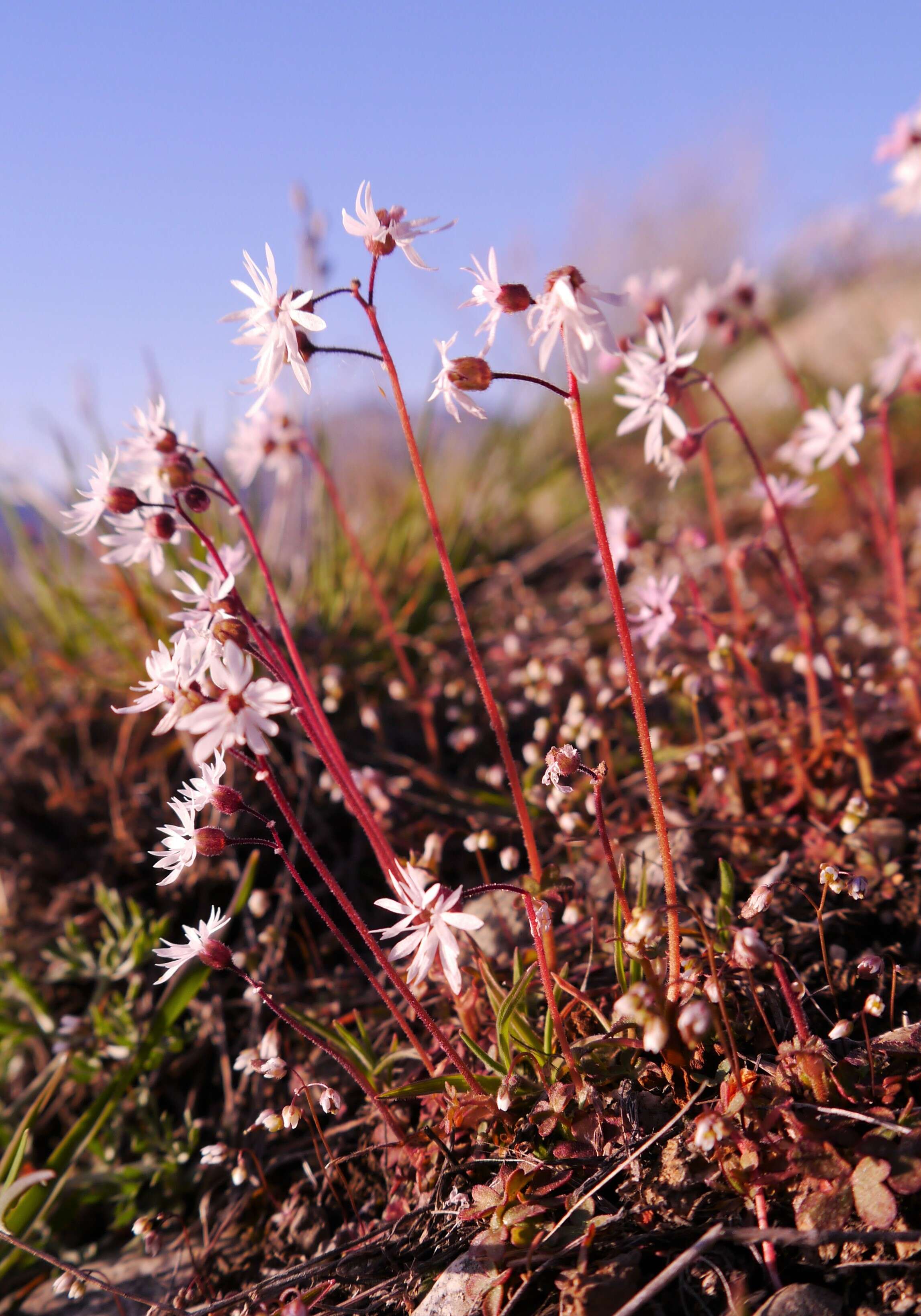 Image of bulbous woodland-star