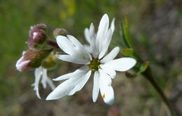 Image of smallflower woodland-star