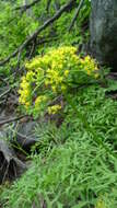 Image of Brandegee's desertparsley