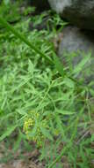 Image of Brandegee's desertparsley