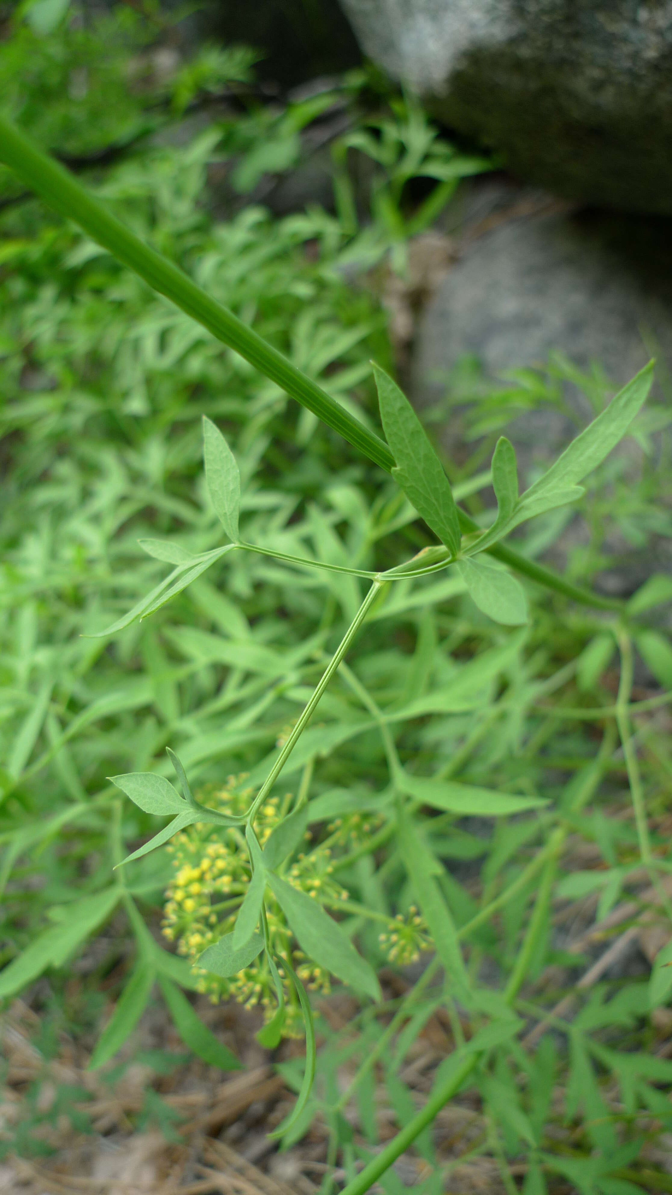 Image of Brandegee's desertparsley