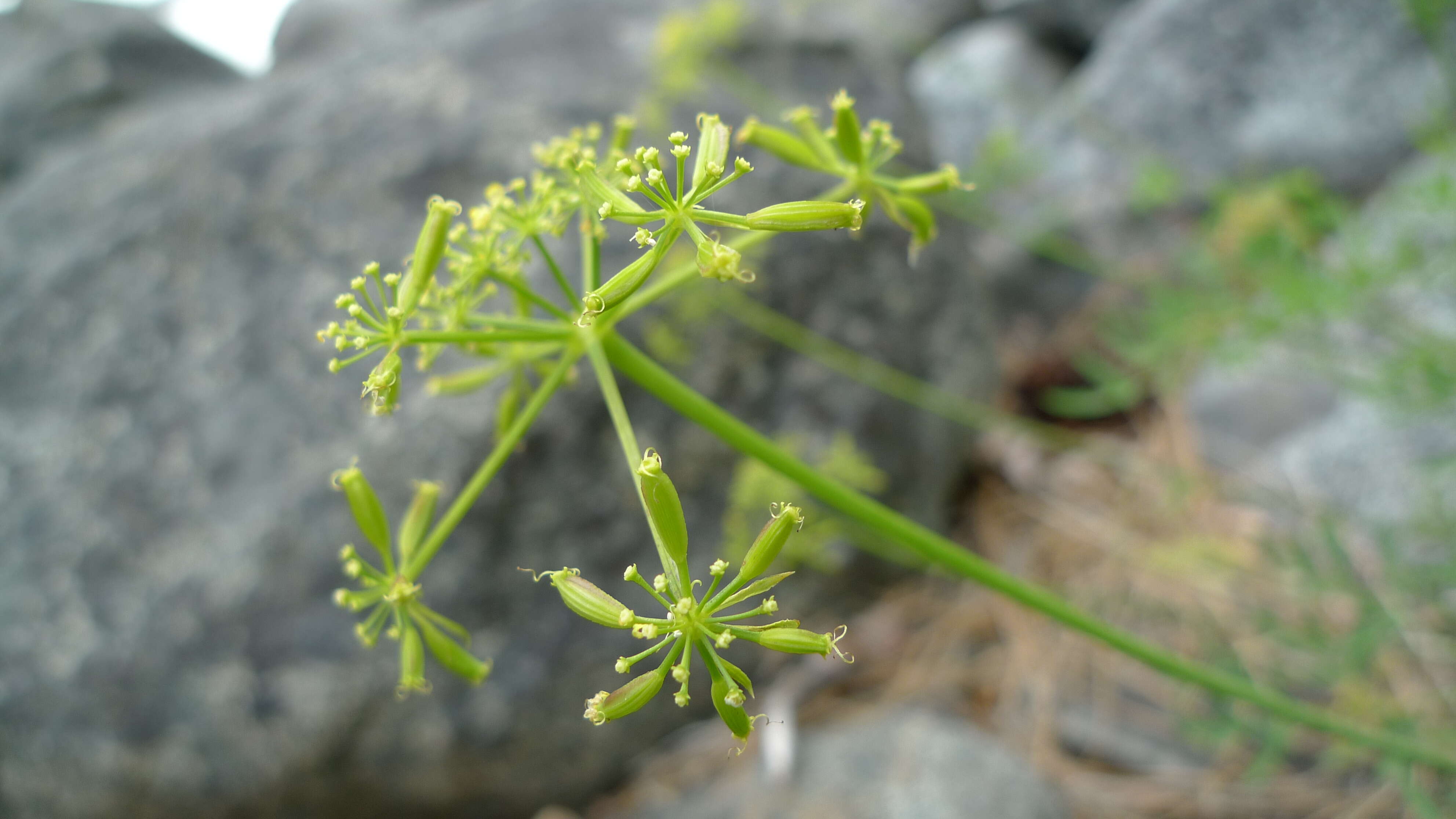 Image of Brandegee's desertparsley