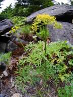 Image of Brandegee's desertparsley