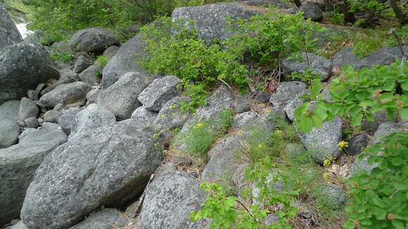 Image of Brandegee's desertparsley