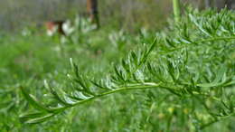 Sivun Lomatium dissectum (Nutt. ex Torr. & Gray) Mathias & Constance kuva