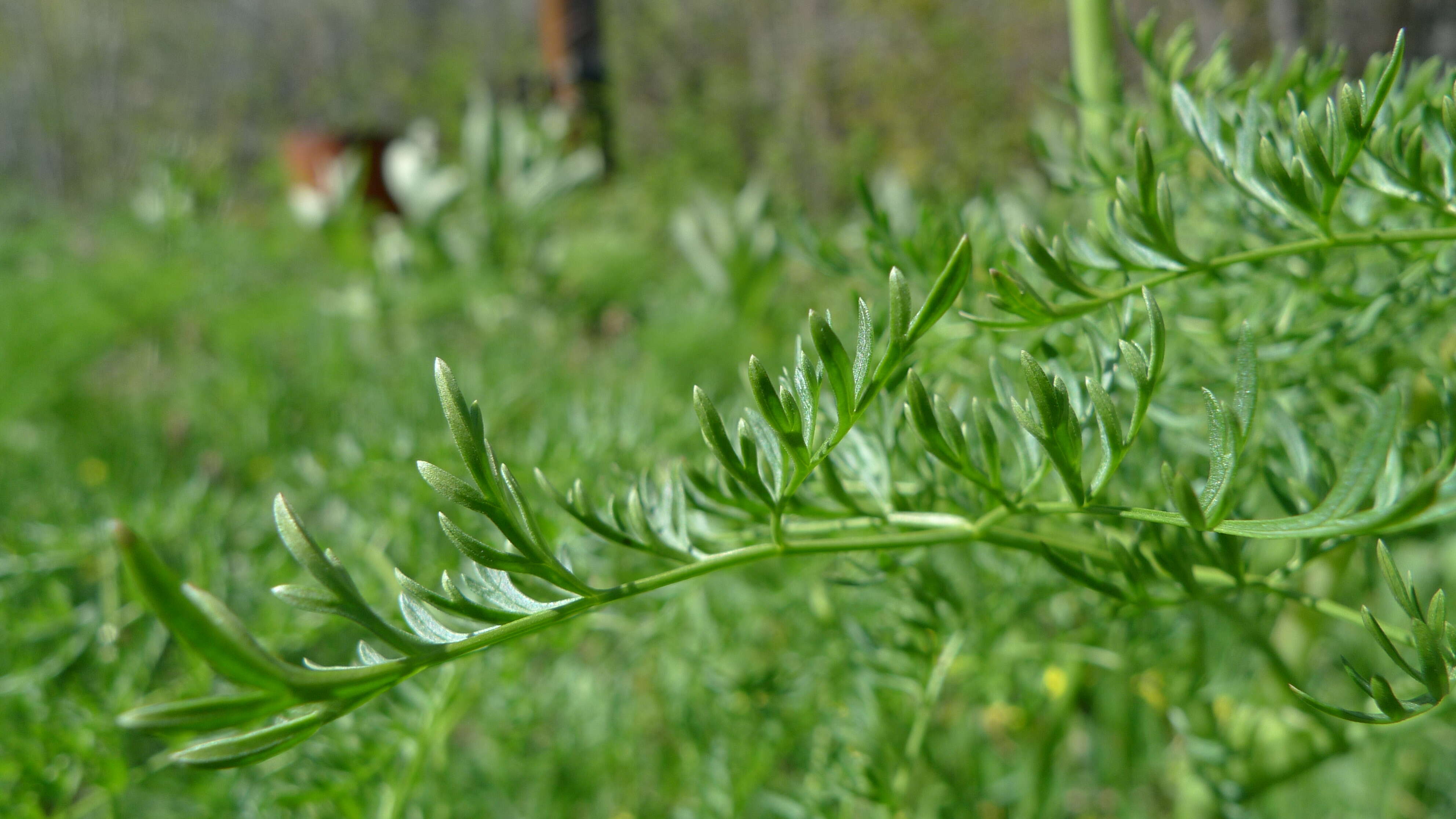 Sivun Lomatium dissectum (Nutt. ex Torr. & Gray) Mathias & Constance kuva