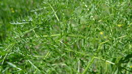 Sivun Lomatium dissectum (Nutt. ex Torr. & Gray) Mathias & Constance kuva