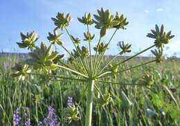 Sivun Lomatium dissectum (Nutt. ex Torr. & Gray) Mathias & Constance kuva