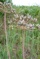 Sivun Lomatium dissectum (Nutt. ex Torr. & Gray) Mathias & Constance kuva