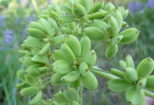 Image of fernleaf biscuitroot